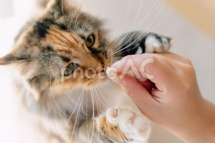 おやつをもらう猫２ 猫,メインクーン,おやつの写真素材