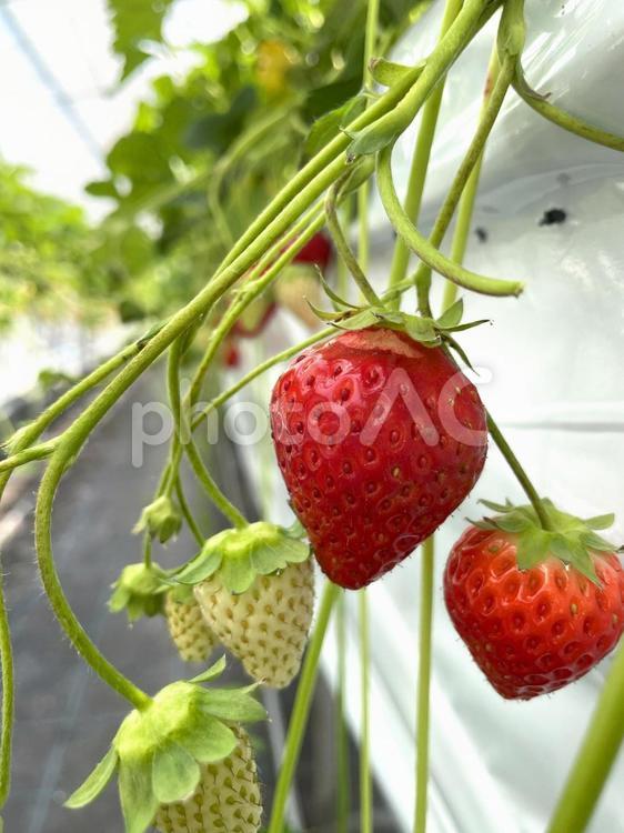 いちご狩りハウス いちご,イチゴ,苺の写真素材