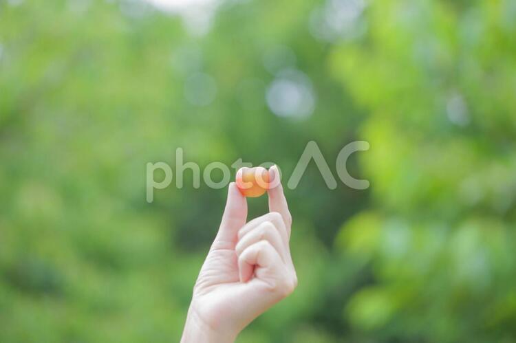 ハートの形のさくらんぼ見つけた さくらんぼ,食べ物,果物の写真素材
