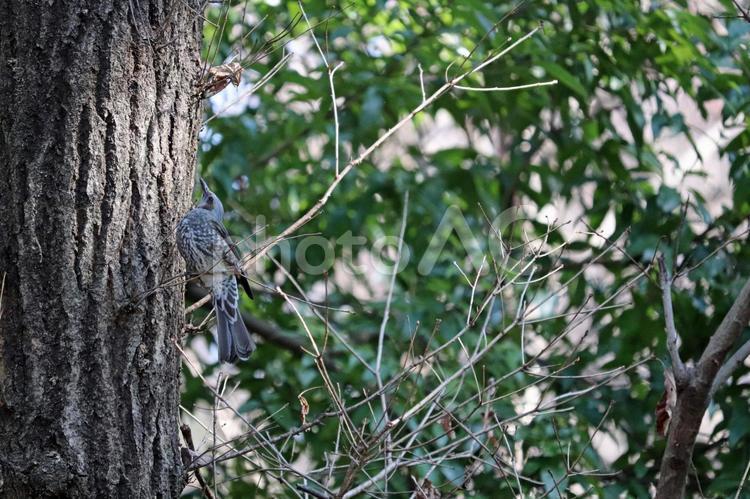 木にとまる野生のヒヨドリ ヒヨドリ,野生動物,野鳥の写真素材