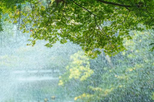 ［東京都武蔵野市］井の頭恩賜公園｜夏の写真