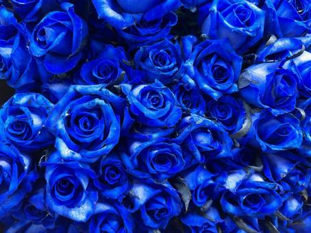 深く鮮やかな青いバラが咲き誇る花束 深く鮮やかな青いバラが咲き誇る花束 バラ,青薔薇,花の写真素材