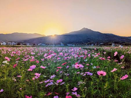 夕暮れのコスモス畑 コスモス,秋,晩秋の写真素材