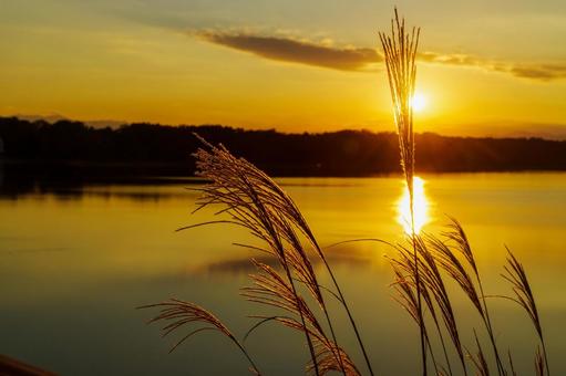夕陽の多摩湖とススキ 多摩湖,夕陽,ススキの写真素材