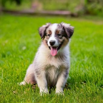 笑っている子犬 笑っている子犬の写真