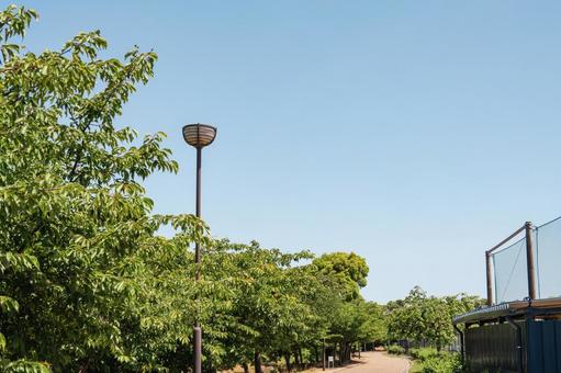 夏の山崎運動公園の小道 夏の山崎運動公園の小道 山崎運動公園,公園,運動公園の写真素材