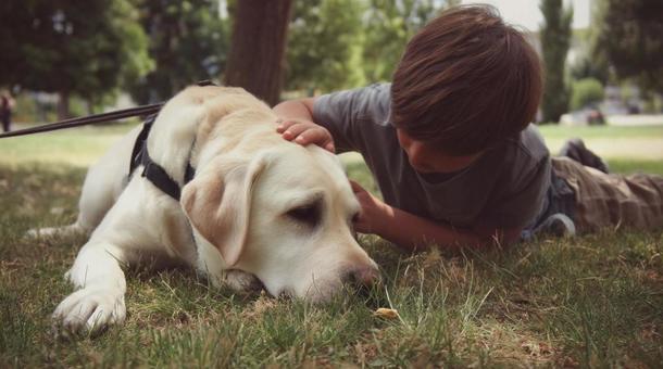 盲導犬と子供のふれあい・ラブラドール 盲導犬と子供のふれあい・ラブラドールの写真