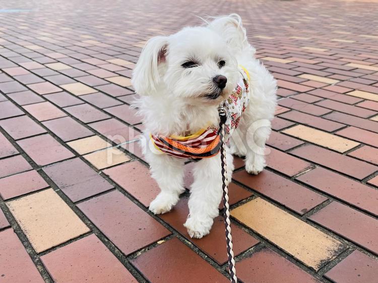 犬の散歩 犬,かわいい犬,マルチーズの写真素材