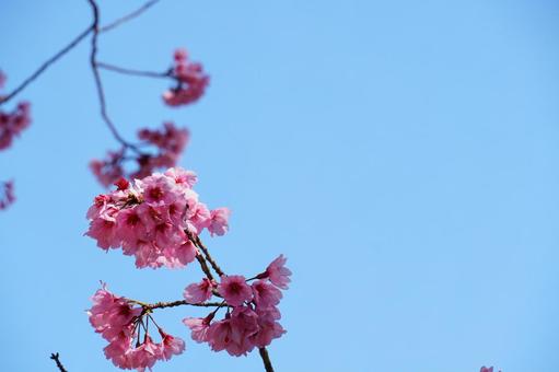 桜と空 桜と空の写真