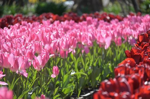 鮮やかなチューリップ チューリップ,春の花,春の写真素材