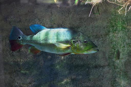 キクラ・テメンシス キクラ・テメンシス キクラ・テメンシス,水族館,アクアリウムの写真素材