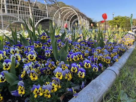 Photo, spring, flower, china, 