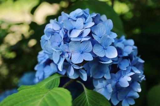 Blue hydrangea, JPG