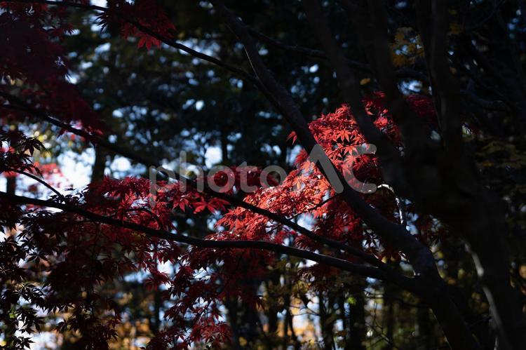木漏れ日に輝く楓 紅葉,木漏れ日,もみじの写真素材