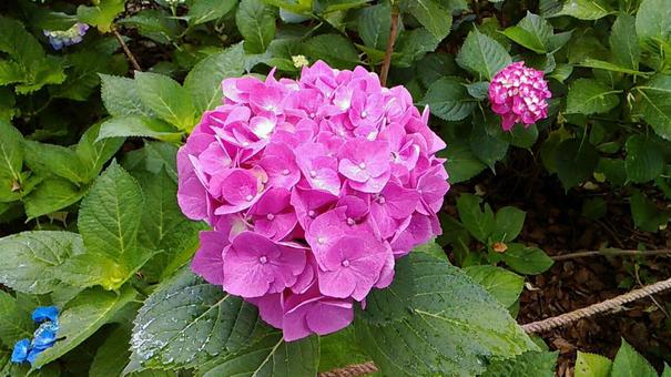 紫陽花祭でみた、鮮やかなアジサイ 紫陽花祭でみた、鮮やかなアジサイの写真