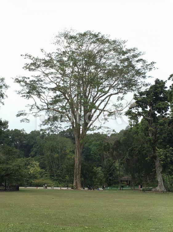 公園の木＠シンガポール  亜熱帯,植物園,ガーデンの写真素材