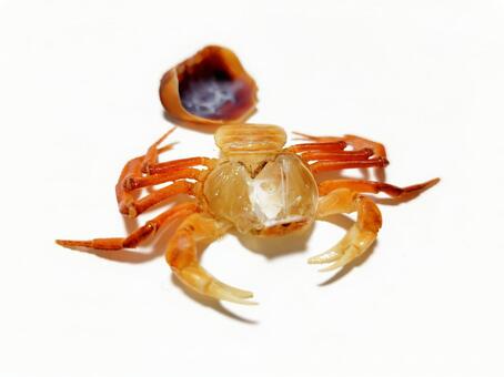 サワガニの抜け殻 サワガニ,かに,抜け殻の写真素材