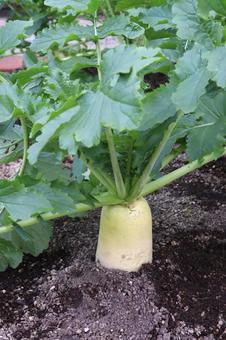 畑のダイコン 大根,野菜,畑の写真素材