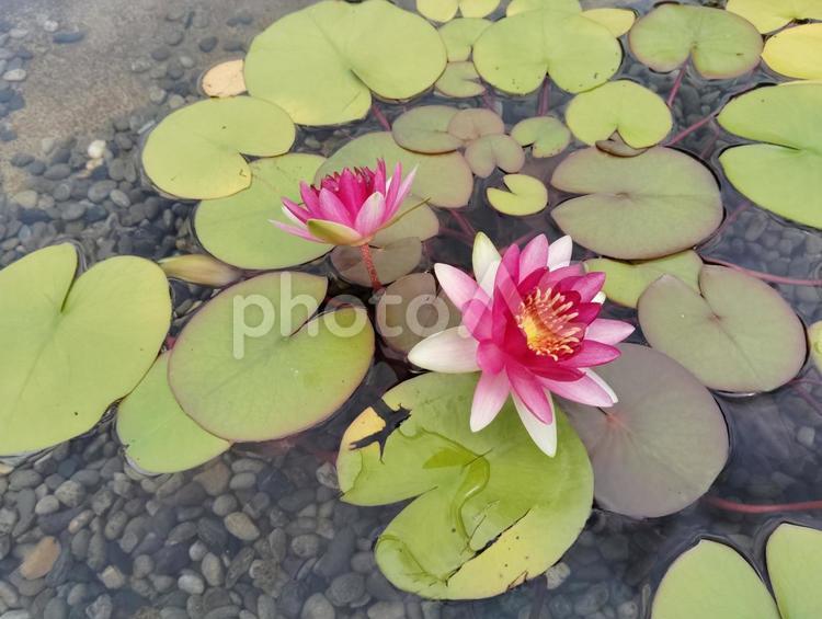 スイレンの咲く池 スイレン,花,開花時期の写真素材
