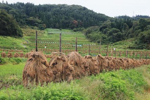 棚田の稲杭雨上がり(山形県山辺町大蕨) 棚田の稲杭雨上がり(山形県山辺町大蕨) 棚田,稲杭,水田の写真素材