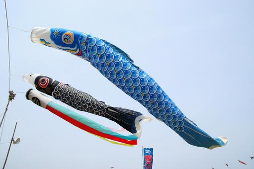 五月の青空に雄大にひるがえるこいのぼり こいのぼり,鯉のぼり,吹き流しの写真素材