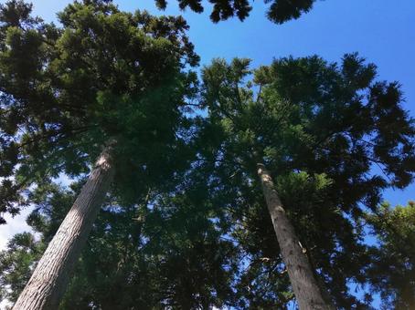 Large cedar tree, JPG Large cedar tree, JPG