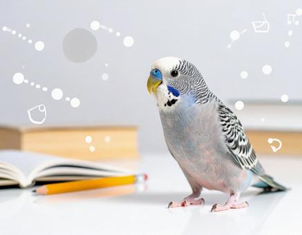 鳥と学ぶ 鳥と学ぶの写真