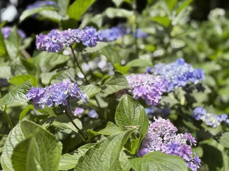Hydrangea, JPG Hydrangea, JPG
