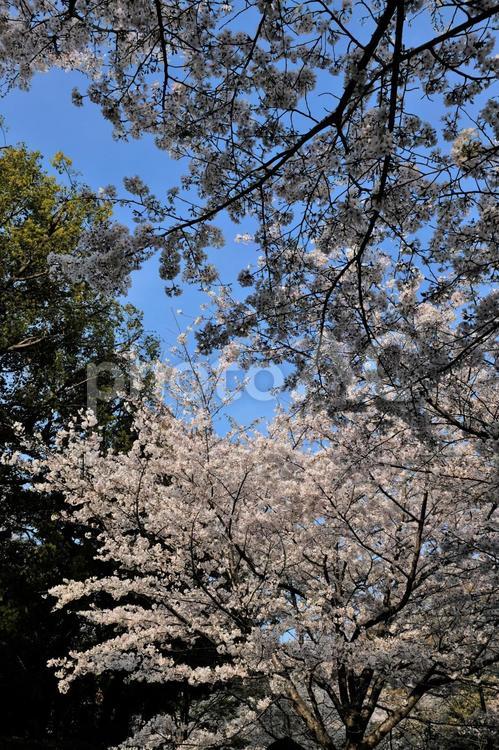 満開の千鳥ヶ淵の桜にできた陽だまり 花見,桜,満開の写真素材
