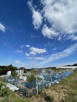 田舎の午後の写真