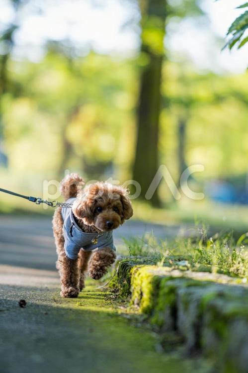 春の公園で散歩するトイプードル トイプードル,トイプー,春の写真素材