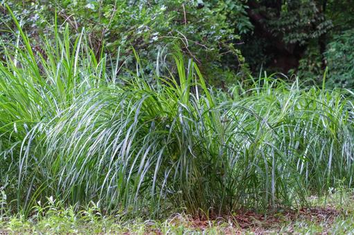 Japanese silver grass, JPG