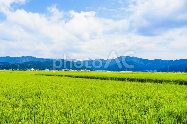 日本の田園風景と青空 田園,田園風景,田舎の写真素材