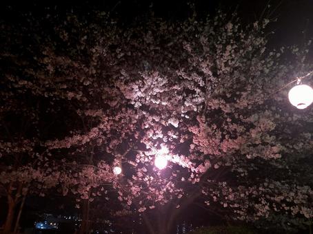 夜桜 夜桜の写真
