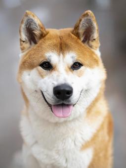 秋田犬 AI生成画像 秋田犬 AI生成画像 の写真