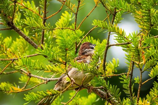 Sparrow (24), JPG Sparrow (24), JPG