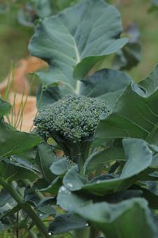 家庭菜園で育てたブロッコリー ブロッコリー,野菜,緑の写真素材