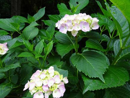 紫陽花 紫陽花の写真