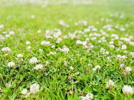 Photo, white grass, white clover, clover, 