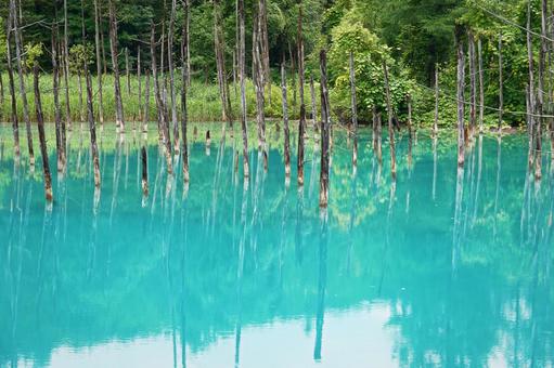 北海道美瑛の青い池 北海道,風景,夏の写真素材