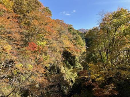 大源太キャニオンの紅葉5 紅葉,秋,大源太キャニオンの写真素材
