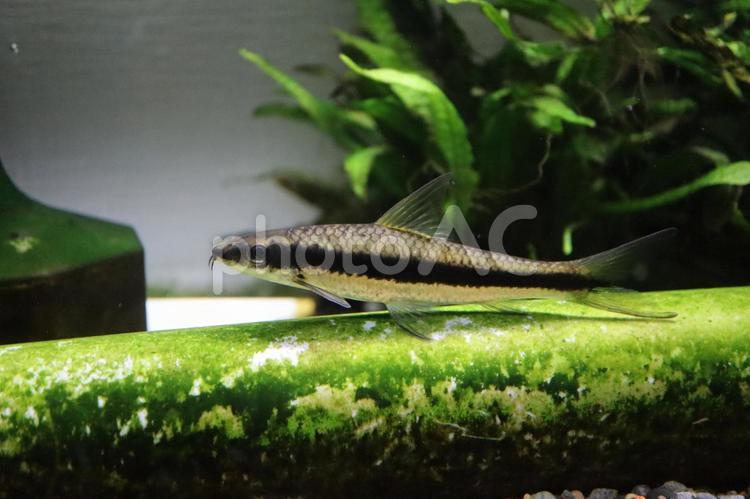 熱帯魚　サイアミーフライングフォックス 熱帯魚,アクアリウム,水槽の写真素材