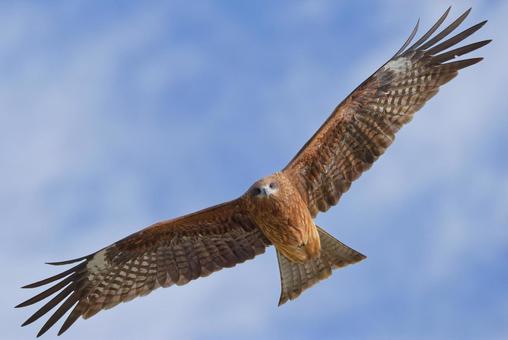 飛びながらこちらを見るトンビ 鳶,トビ,トンビの写真素材