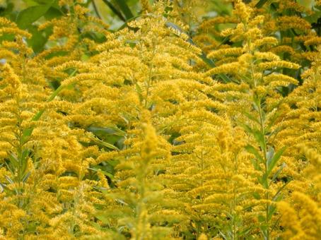 【花の写真】セイタカアワダチソウ セイタカアワダチソウ,背高泡立草,黄色の写真素材