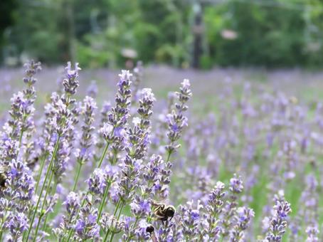 ラベンダー(グロッソ)の花畑 ラベンダー(グロッソ)の花畑の写真