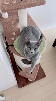 キャットタワーから見上げる猫 猫,ロシアンブルー,おすわりの写真素材