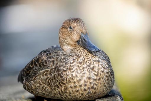 オナガガモのアップ オナガガモのアップ オナガガモ,カモ,鴨の写真素材