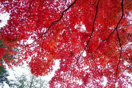 紅葉 紅葉 紅葉,色づく,植物の写真素材