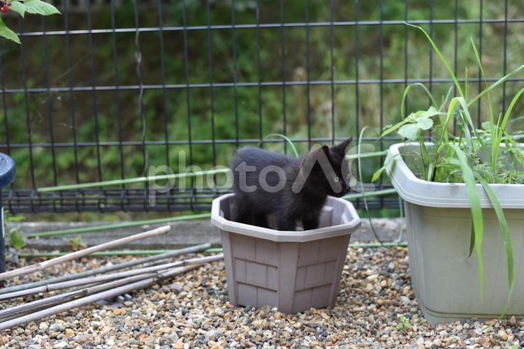 植木鉢と子猫 猫,子猫,植木鉢の写真素材