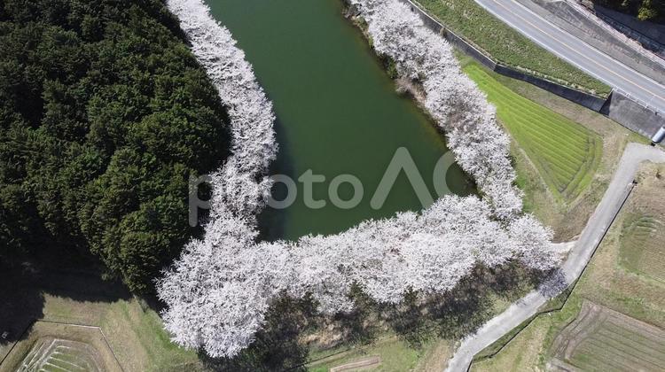 上から見る桜 桜,ドローン,木漏れ日の写真素材